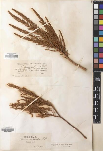 Fabiana imbricata [Espécimen: ]