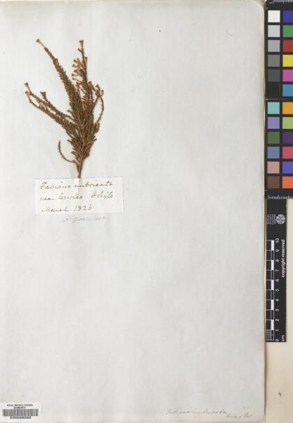 Fabiana imbricata [Espécimen: ]