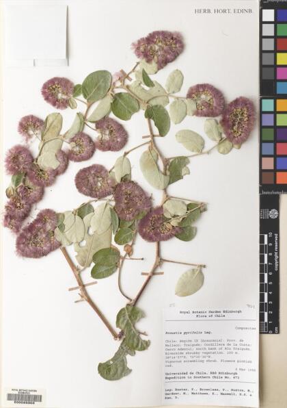 Proustia pyrifolia [Espécimen: ]