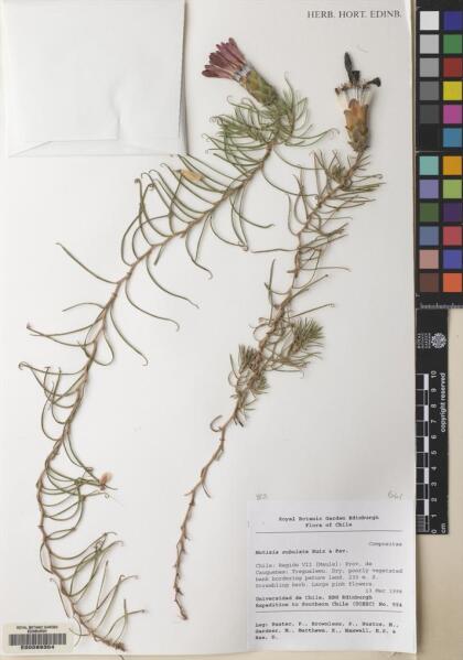 Mutisia subulata [Espécimen: ]