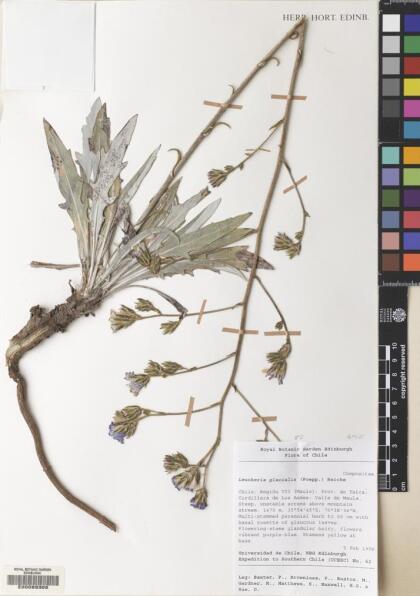 Leucheria glacialis [Espécimen: ]