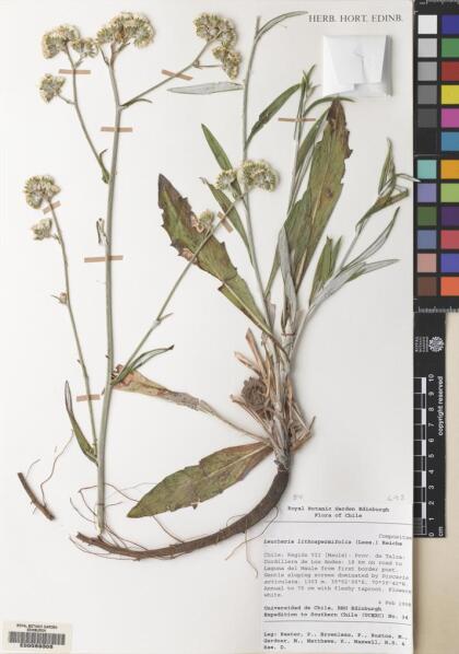 Leucheria lithospermifolia [Espécimen: ]
