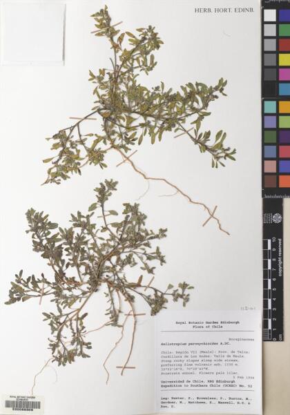 Heliotropium paronychioides [Espécimen: ]