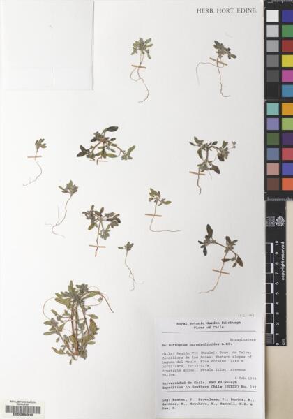 Heliotropium paronychioides [Espécimen: ]