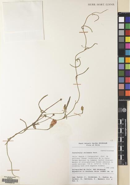 Convolvulus chilensis [Espécimen: ]