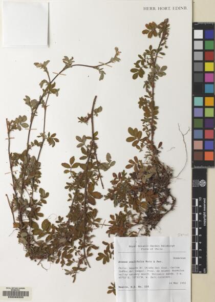 Acaena ovalifolia [Espécimen: ]