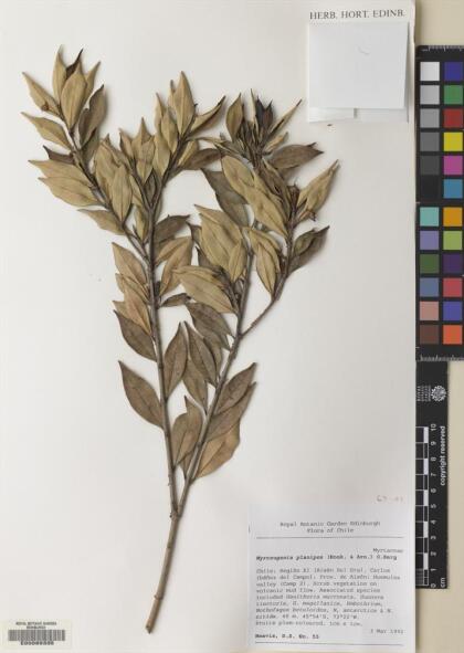 Myrceugenia planipes [Espécimen: ]