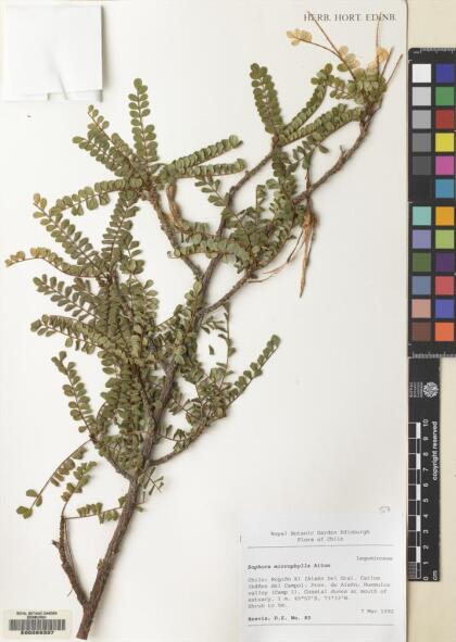 Sophora cassioides [Espécimen: ]