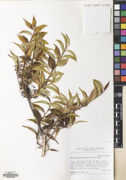 Griselinia ruscifolia [Espécimen: ]