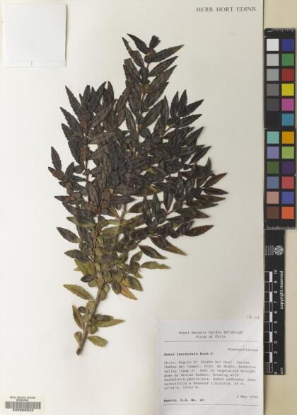 Azara lanceolata [Espécimen: ]