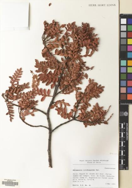 Weinmannia trichosperma [Espécimen: ]