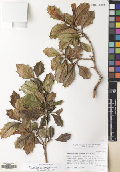 Desfontainia fulgens [Espécimen: ]