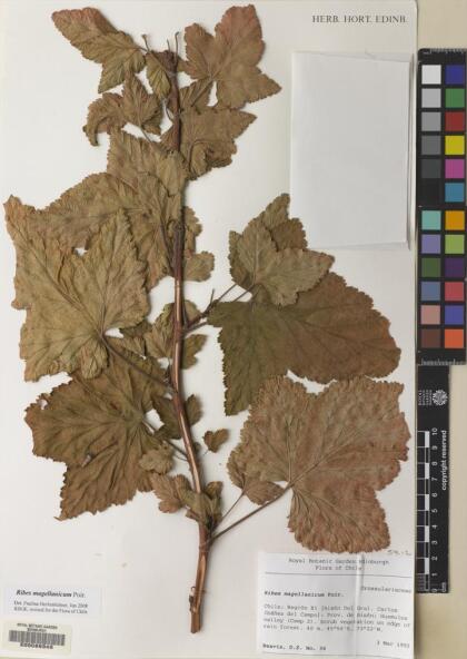 Ribes magellanicum [Espécimen: ]