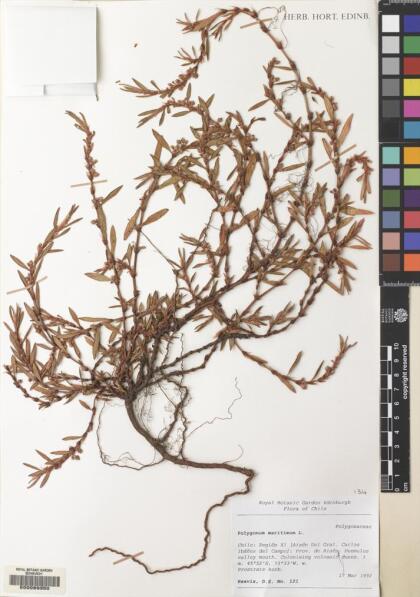 Polygonum maritimum [Espécimen: ]
