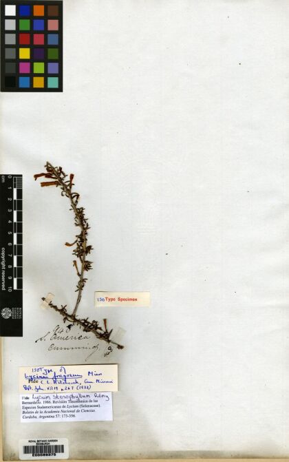 Lycium stenophyllum [Espécimen: ]