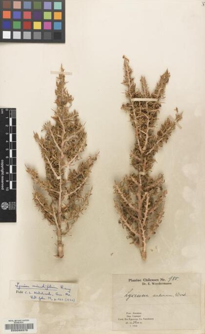 Lycium minutifolium [Espécimen: ]