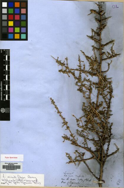 Lycium minutifolium [Espécimen: ]