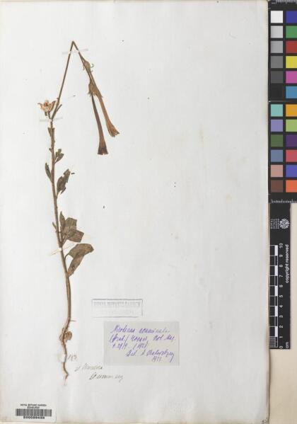 Nicotiana acuminata [Espécimen: ]