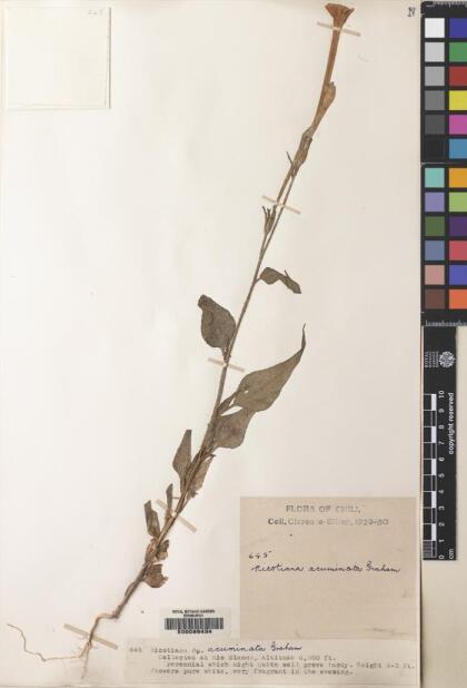 Nicotiana acuminata [Espécimen: ]