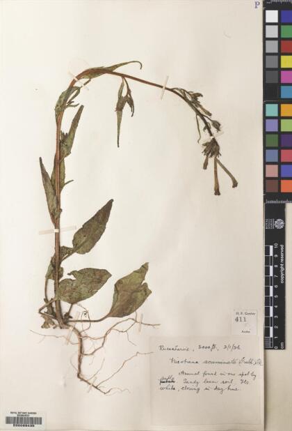 Nicotiana acuminata [Espécimen: ]