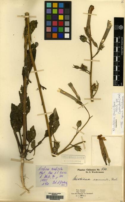Nicotiana pauciflora [Espécimen: ]