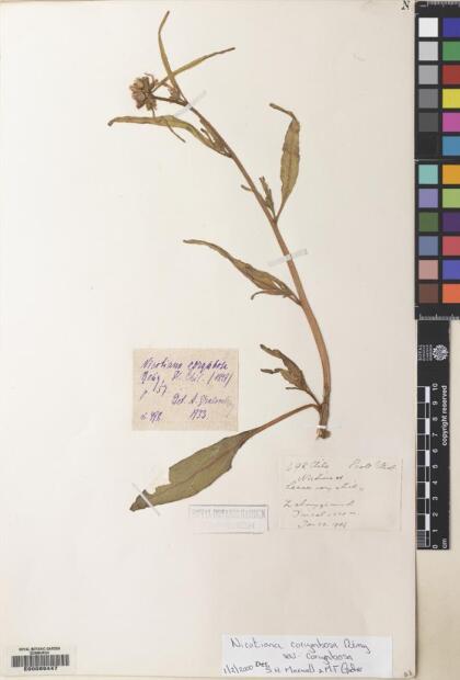 Nicotiana corymbosa var. corymbosa [Espécimen: ]