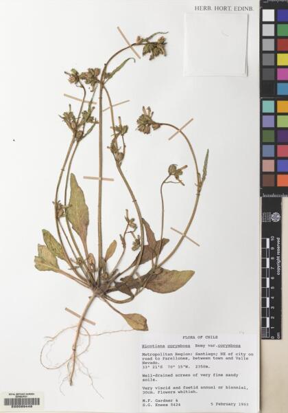 Nicotiana corymbosa var. corymbosa [Espécimen: ]