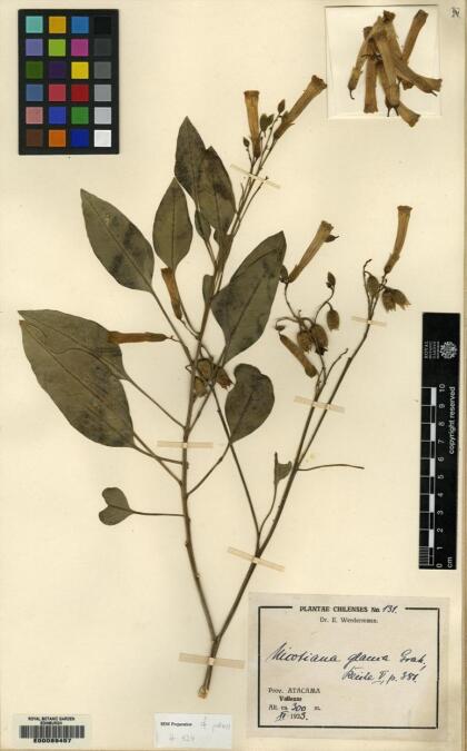 Nicotiana glauca [Espécimen: ]
