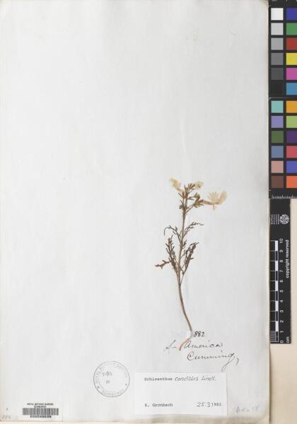 Schizanthus candidus [Espécimen: ]