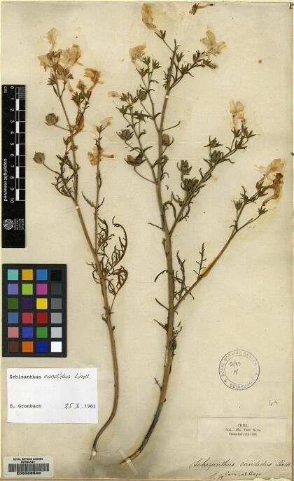 Schizanthus candidus [Espécimen: ]