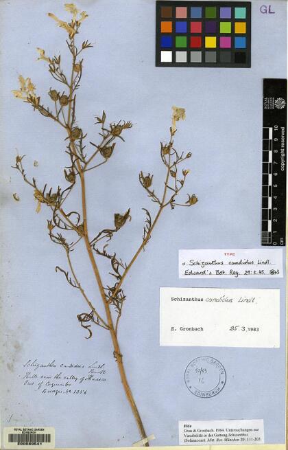 Schizanthus candidus [Espécimen: ]
