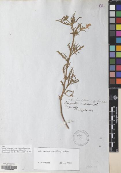 Schizanthus candidus [Espécimen: ]