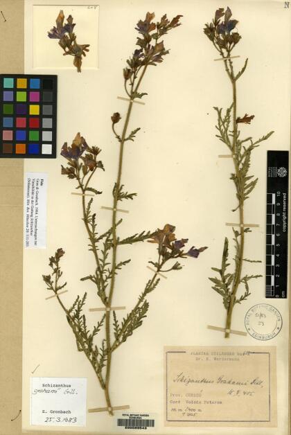 Schizanthus grahamii [Espécimen: ]
