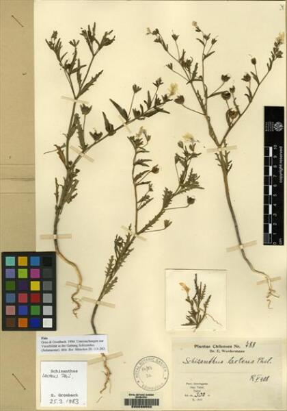 Schizanthus lacteus [Espécimen: ]