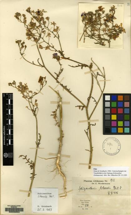 Schizanthus carlomunozii [Espécimen: ]