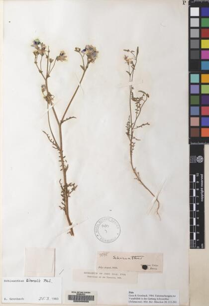 Schizanthus carlomunozii [Espécimen: ]