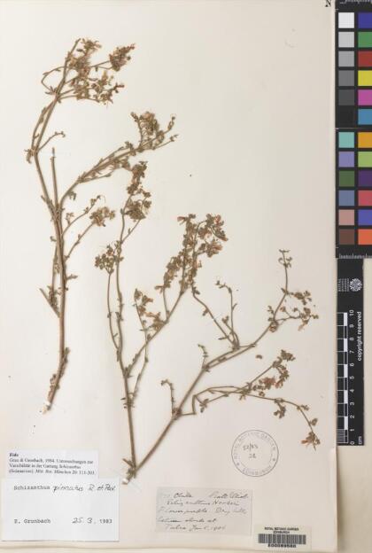 Schizanthus pinnatus [Espécimen: ]