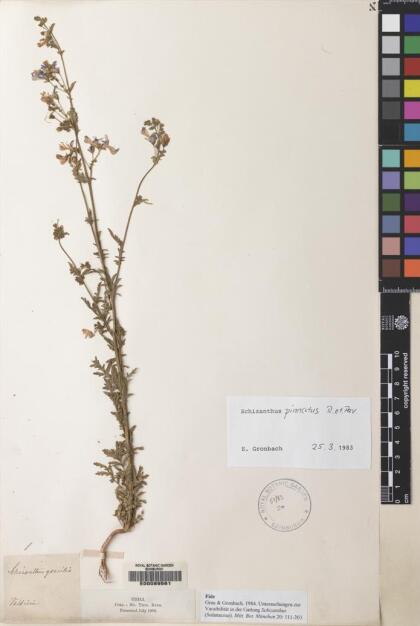 Schizanthus pinnatus [Espécimen: ]