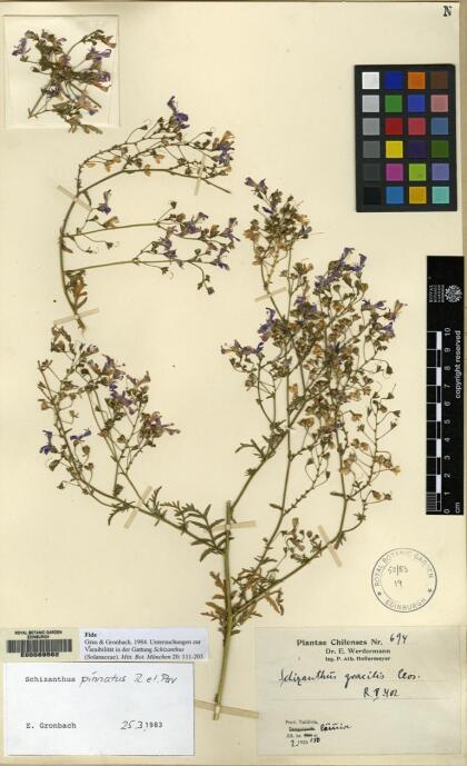 Schizanthus pinnatus [Espécimen: ]