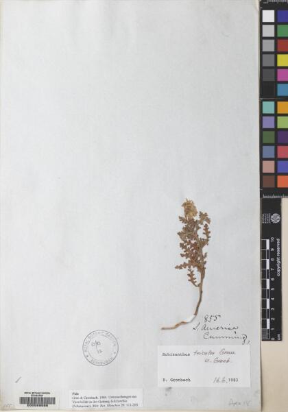 Solanum trinominum [Espécimen: ]