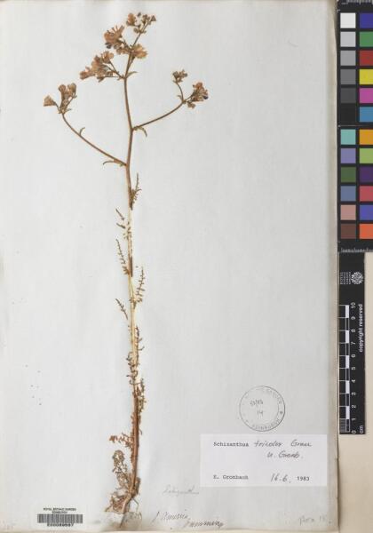Schizanthus litoralis var. litoralis [Espécimen: ]