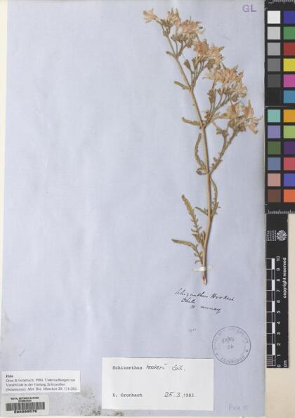 Schizanthus hookeri [Espécimen: ]