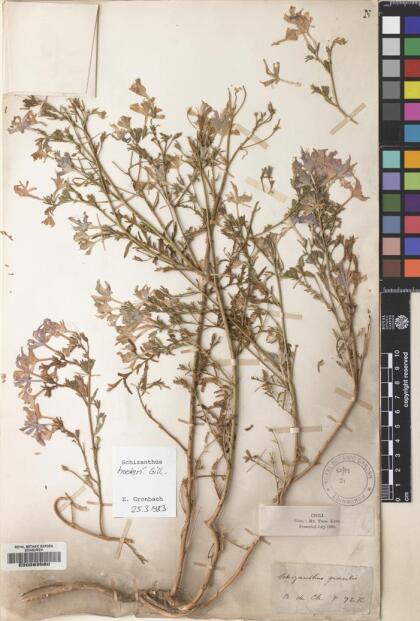 Schizanthus hookeri [Espécimen: ]