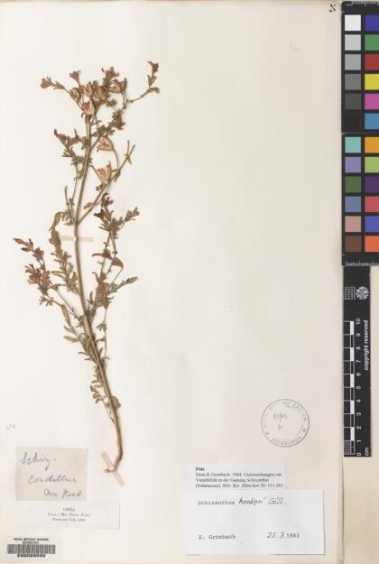 Schizanthus coccineus [Espécimen: ]