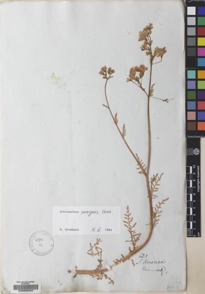 Schizanthus porrigens subsp. porrigens [Espécimen: ]