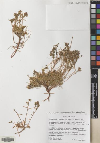 Montiopsis umbellata [Espécimen: ]