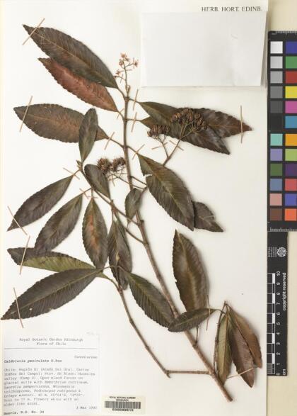 Caldcluvia paniculata [Espécimen: ]