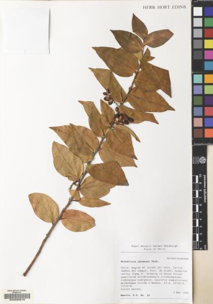 Griselinia racemosa [Espécimen: ]