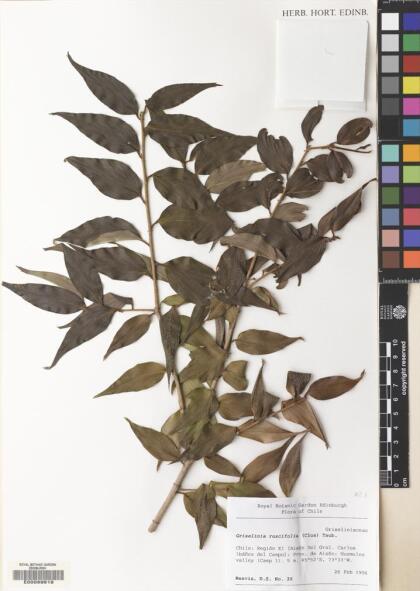 Griselinia ruscifolia [Espécimen: ]