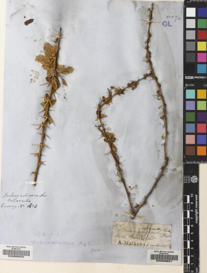 Berberis actinacantha [Espécimen: ]